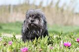 PETIT CHIEN LION 082